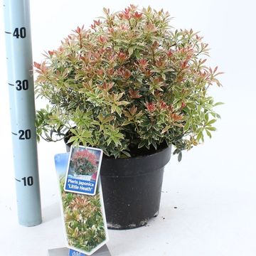 Pieris japonica 'Little Heath'