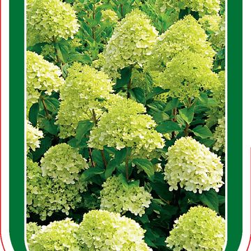 Hydrangea paniculata 'Limelight'