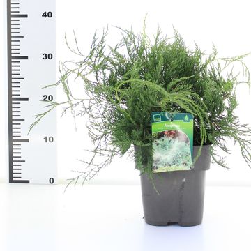 Juniperus virginiana 'Grey Owl'