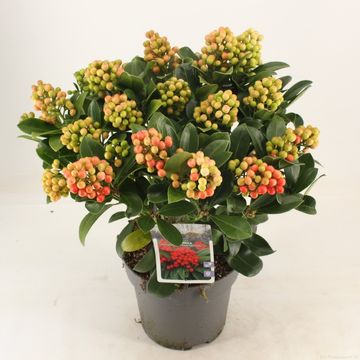 Skimmia japonica 'Temptation'