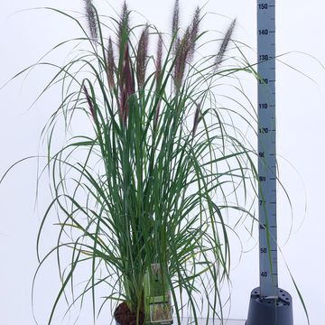 Pennisetum alopecuroides 'Red Head'