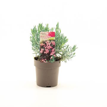 Andromeda polifolia 'Blue Lagoon'