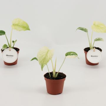 Monstera deliciosa 'Mint'