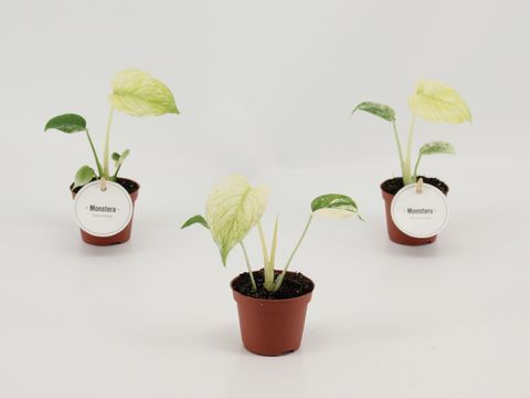 Monstera deliciosa 'Mint'