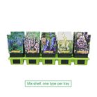 Aconitum MIX