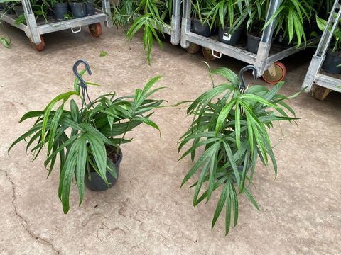 Amydrium zippelianum