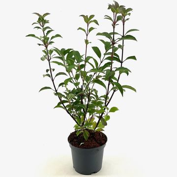 Viburnum x bodnantense 'Dawn'