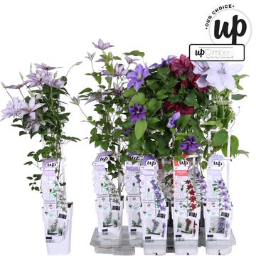 Clematis EVISON MIX