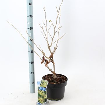 Hamamelis x intermedia 'Arnold Promise'