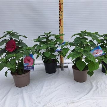 Hibiscus moscheutos LUNA MIX
