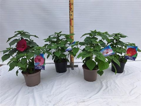 Hibiscus moscheutos LUNA MIX