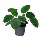 Pilea peperomioides