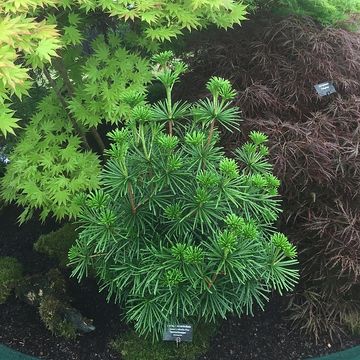 Sciadopitys verticillata 'Sternschnuppe'