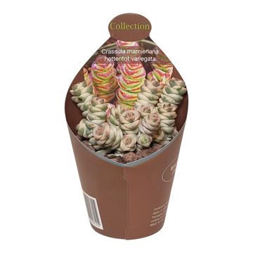 Crassula marnieriana 'Variegata'