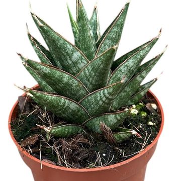 Sansevieria 'Table Mountain'