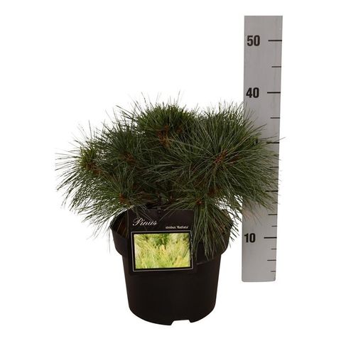 Pinus strobus 'Radiata'