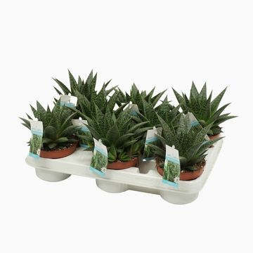 Gasteria FLOW