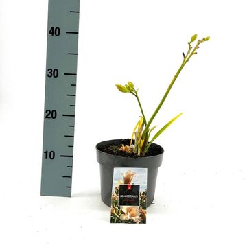 Hemerocallis 'Mini Pearl'