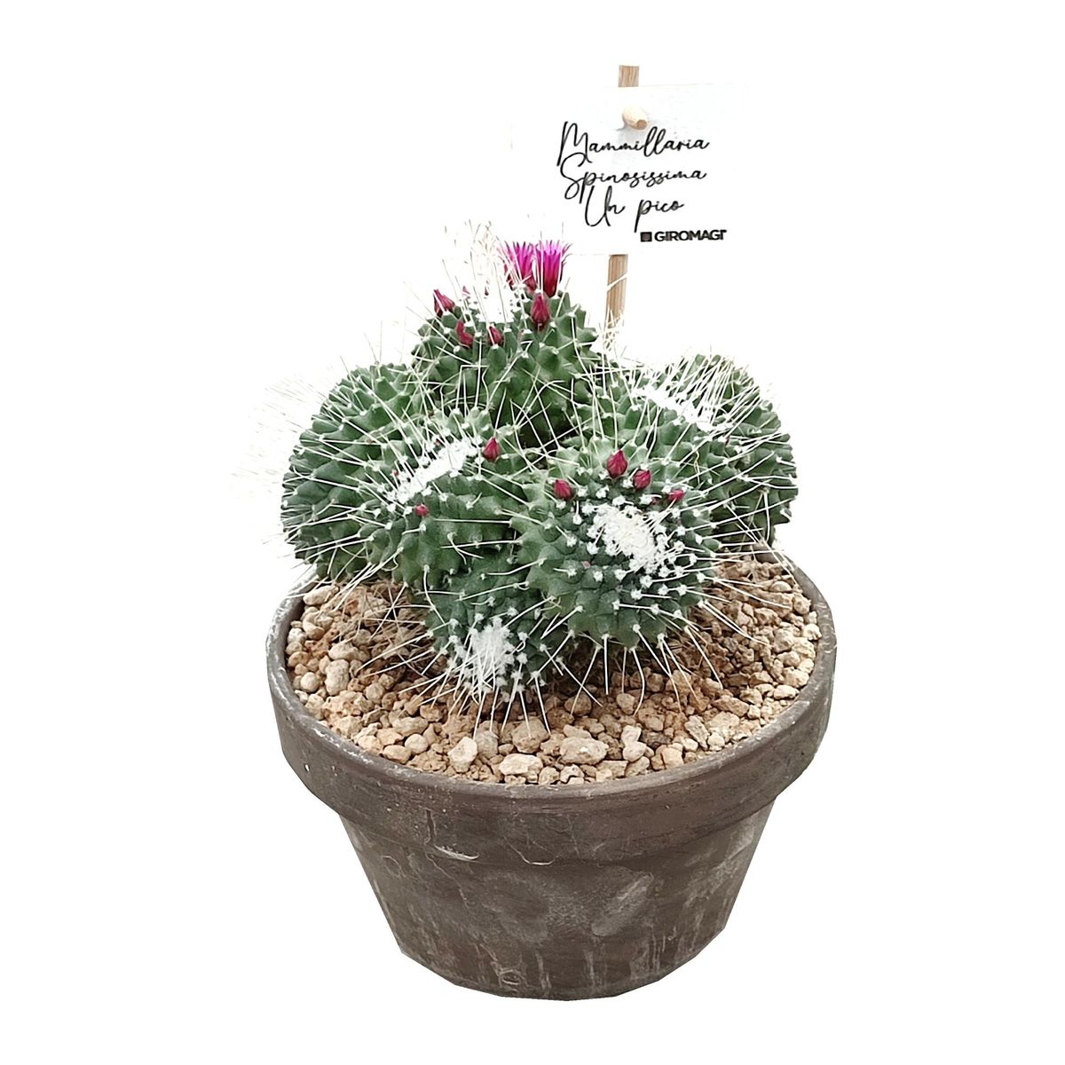 Mammillaria spinosissima 'Un Pico' — Plant Wholesale FlorAccess