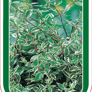 Abelia x grandiflora CONFETTI
