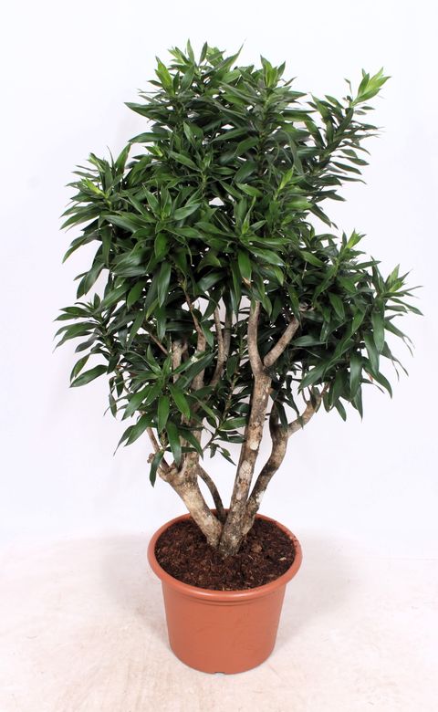 Dracaena reflexa