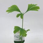 Ginkgo biloba