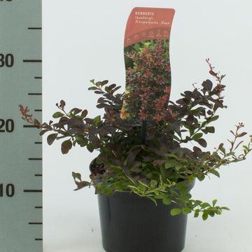 Berberis thunbergii 'Atropurpurea Nana'