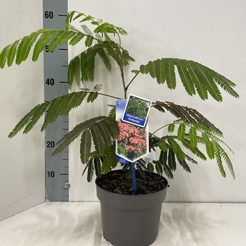 Albizia julibrissin OMBRELLA