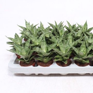 Sansevieria 'Tough Lady'