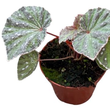 Begonia 'Snow Hare'