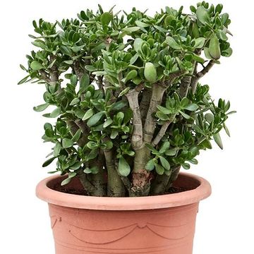 Crassula ovata
