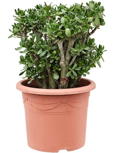 Crassula ovata