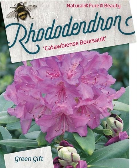 Rhododendron 'Катавбинзе Бурсо'