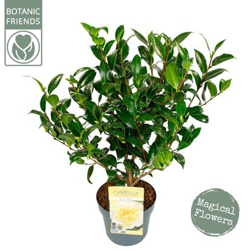 Camellia x williamsii 'Jury's Yellow'