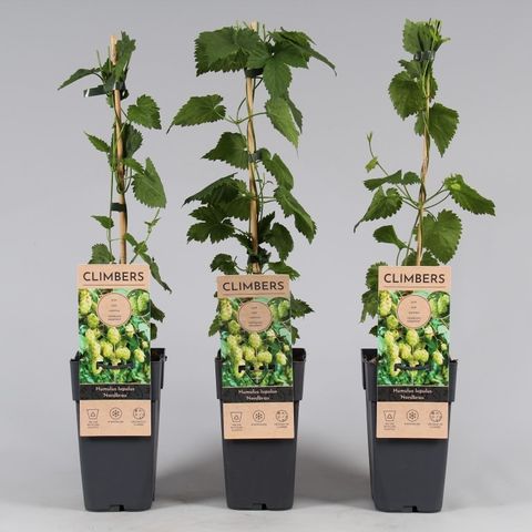 Humulus lupulus 'Nordbrau' — Plant Wholesale FlorAccess