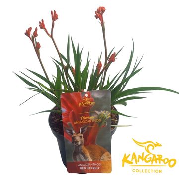 Anigozanthos 'Red Inferno'