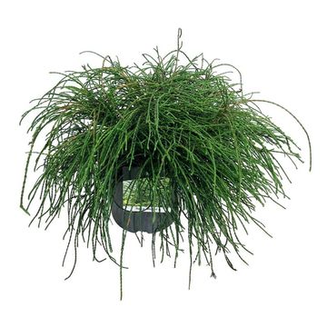 Thuja plicata 'Whipcord'