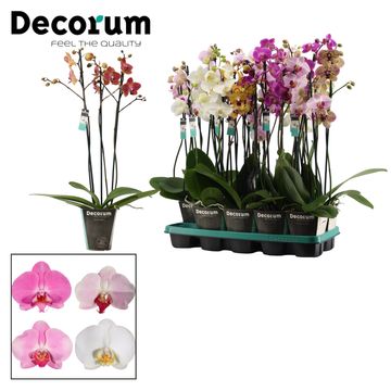Phalaenopsis MIX