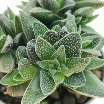 Crassula 'Frosty'