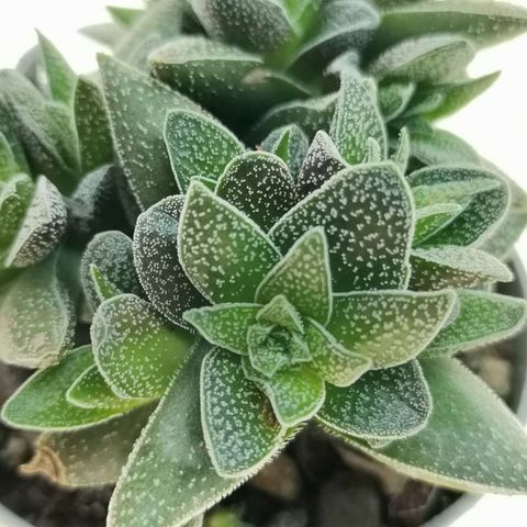 Crassula 'Frosty'