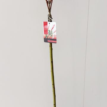 Salix integra 'Flamingo'