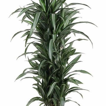 Dracaena fragrans 'Ulises'
