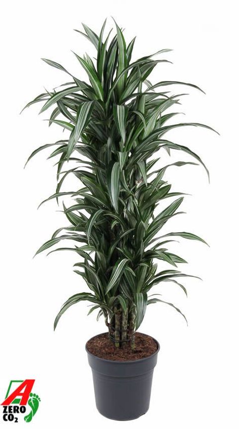 Dracaena fragrans 'Ulises'