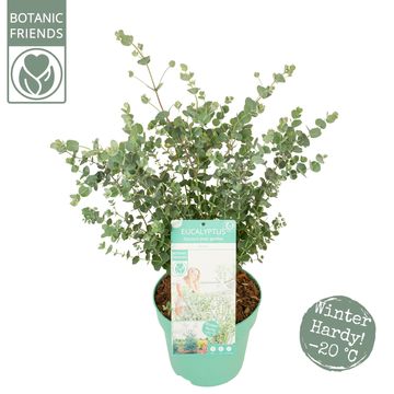 Eucalyptus gunnii AZURA