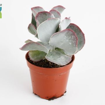 Cotyledon undulata