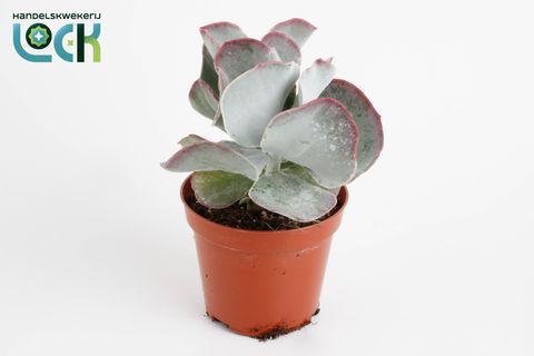 Cotyledon undulata