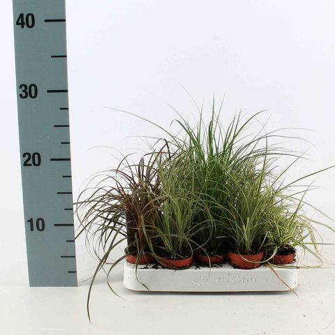 Carex MIX