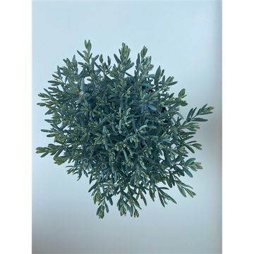 Andromeda polifolia 'Blue Lagoon'