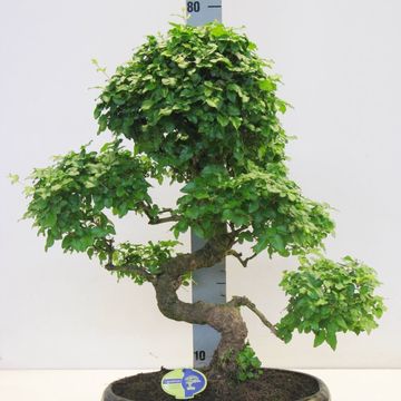 Ligustrum sinense