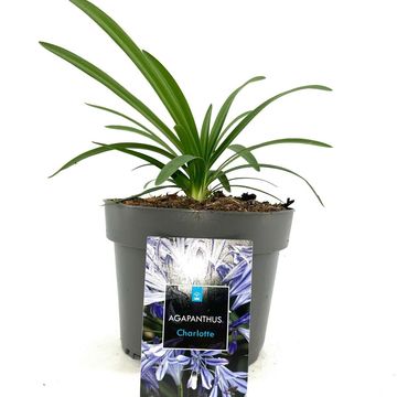 Agapanthus 'Charlotte'